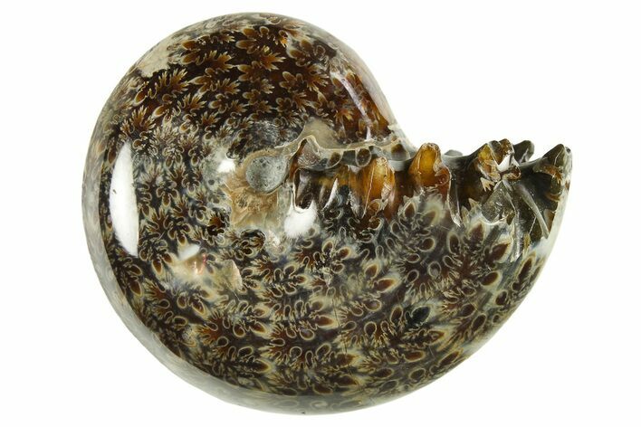 Polished Ammonite (Phylloceras) Fossil - Madagascar #288068